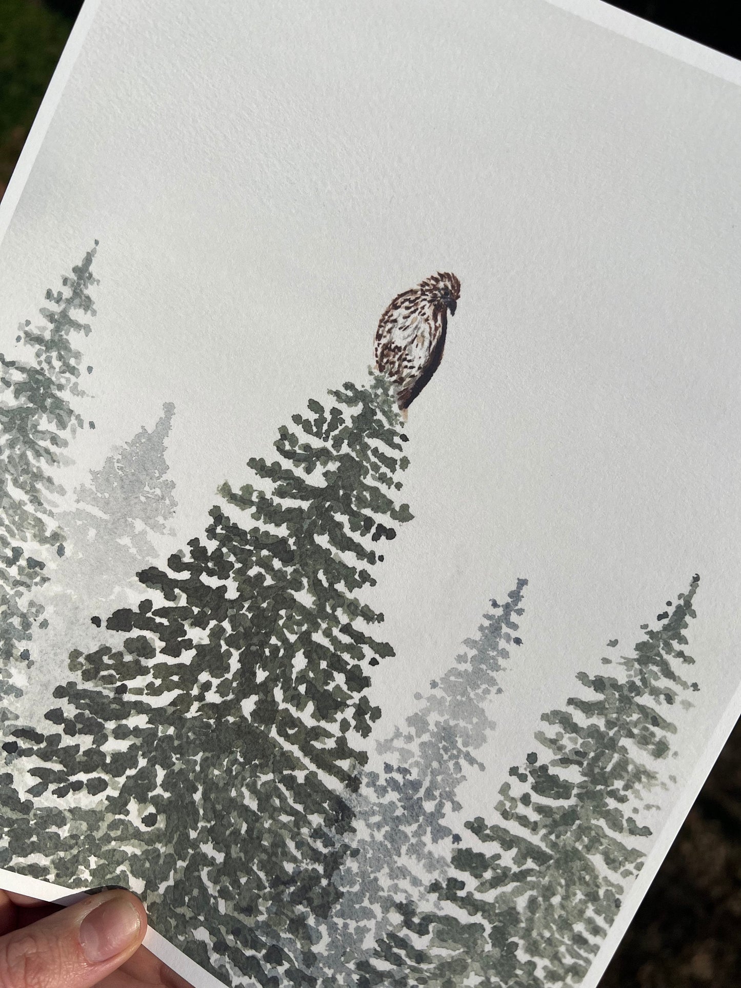 Backyard Hawk Art Print