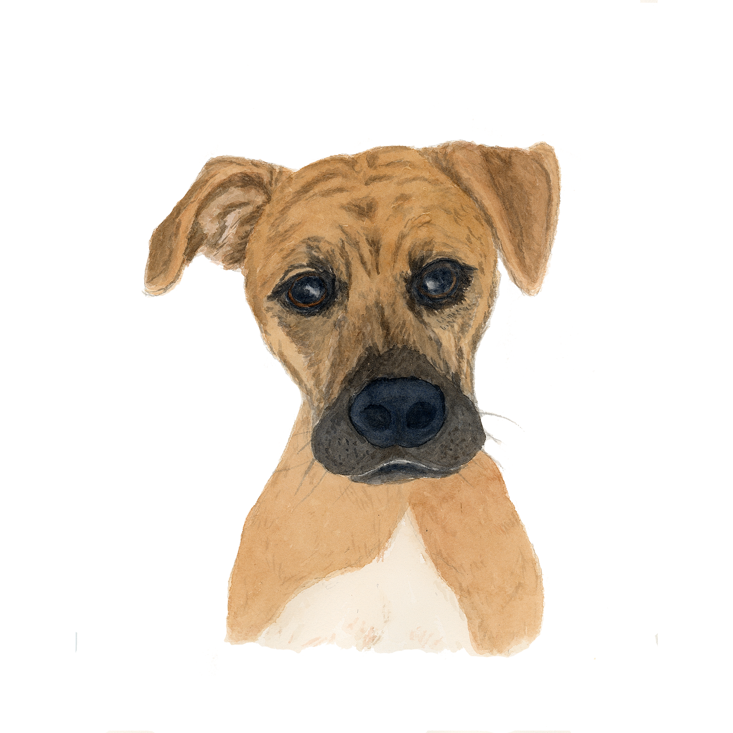Pet Portraits
